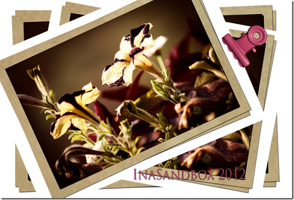 petunia pics times 3 in frameswith logo