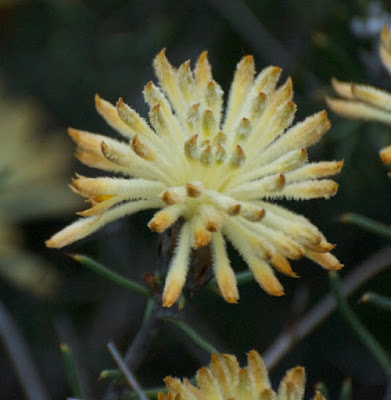 Needle-Leaved Petrophile (Petrophile brevifolia)