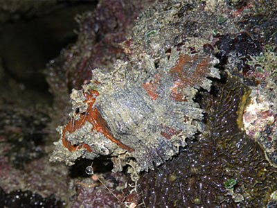 Fireband Murex (Chicoreus torrefactus)