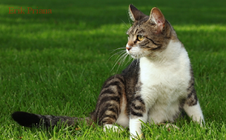 Cara Merawat Kucing Kampung Peliharaan yang Baik dan Benar