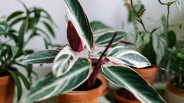 How to remove mold from house plants