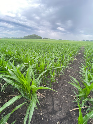 stand of corn in Waseca