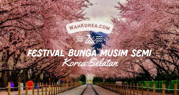 FESTIVAL BUNGA MUSIM SEMI KOREA SELATAN