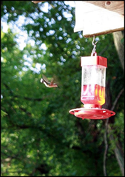 hummingbird1