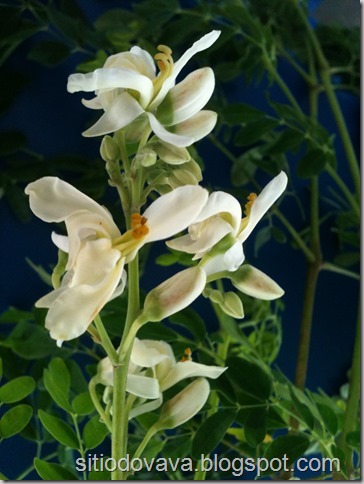 flor da moringa