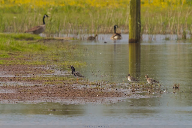 Kemphaan & Canadese Ganzen - Ruffs and Canadian Goose