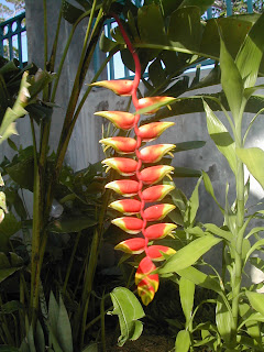 Heliconia rostrata, Parrot's beak