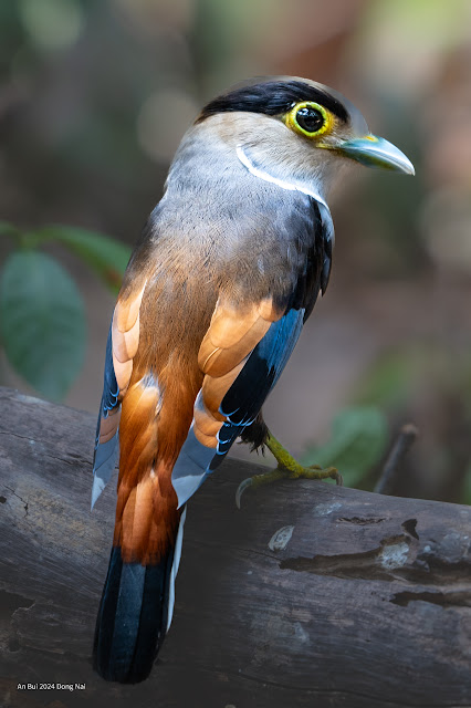 An Bui 2024 Dong Nai - Silver Breasted Broadbill (Mỏ rộng ngực xám, Mỏ rộng hung)