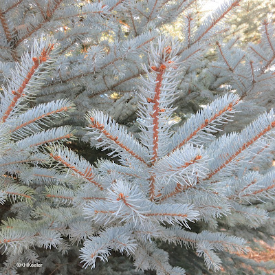 Colorado blue spruce, Picea pungens, foliage