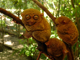 Tarsier Wallpaper