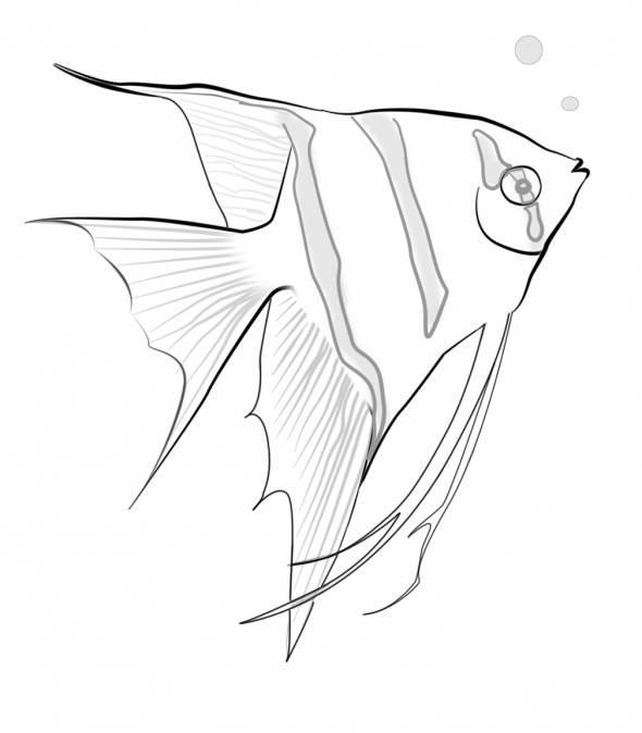 Fish Coloring ~ Child Coloring