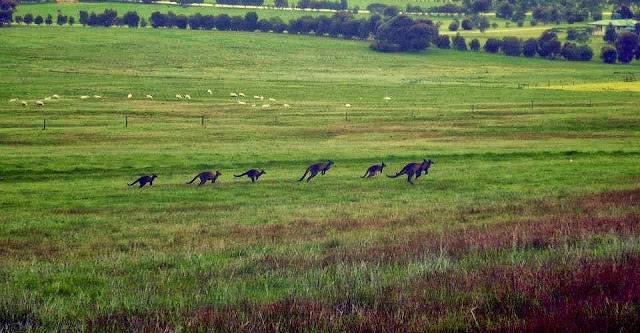 kangaroo island blog