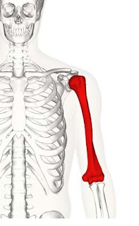 Tulang humerus