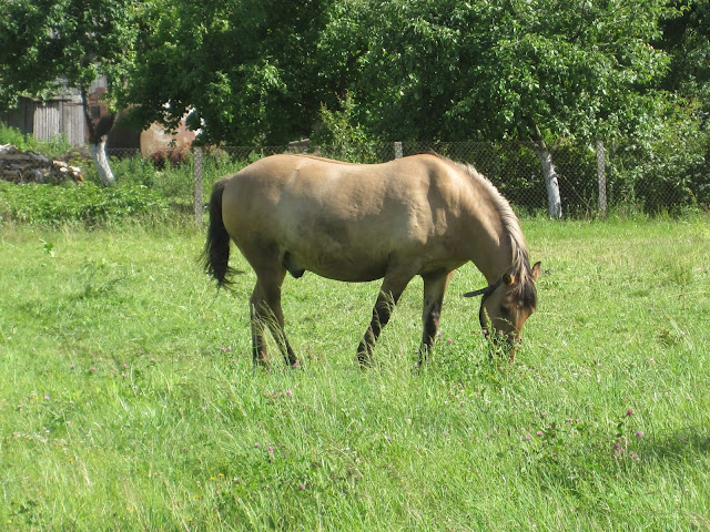 Horse Lithuania