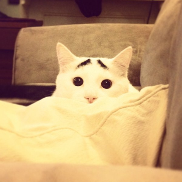 Sam the cat with eyebrows, funny cats, cat with eyebrows pictures, cat photos