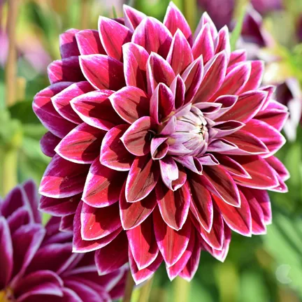 শীতের ফুলের ছবি - বিদেশি ফুলের ছবি - Pictures of exotic flowers - NeotericIT.com