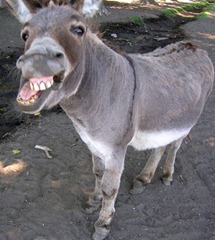 donkey