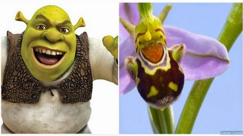 Bunga Orkid Pelik Berbentuk Seperti Shrek