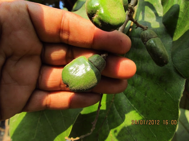 Семекарпус анакардиум (Semecarpus anacardium)