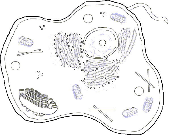 animal cell plant cell venn diagram. basic animal cell diagram with