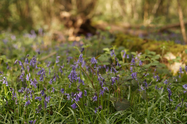 bluebells in the woods in Norfolk