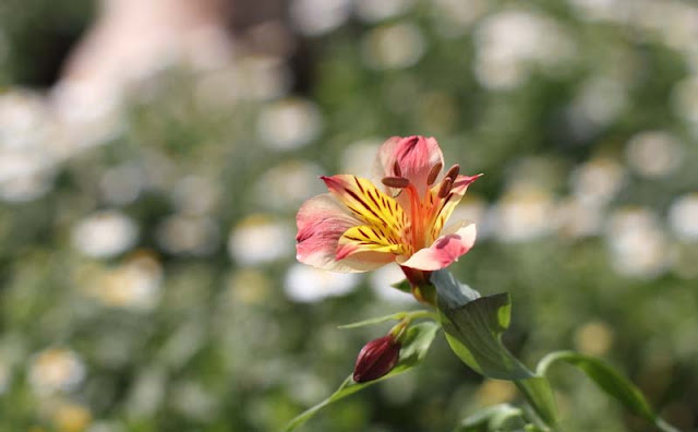 Peruvian Lily Flowers Pictures