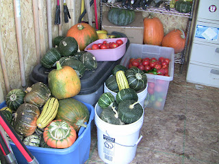 Squash, pumpkins, and tomatoes grown by the students and parents of Jackson Elementary