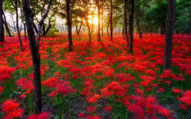 Pictures Of Flowers Under Trees