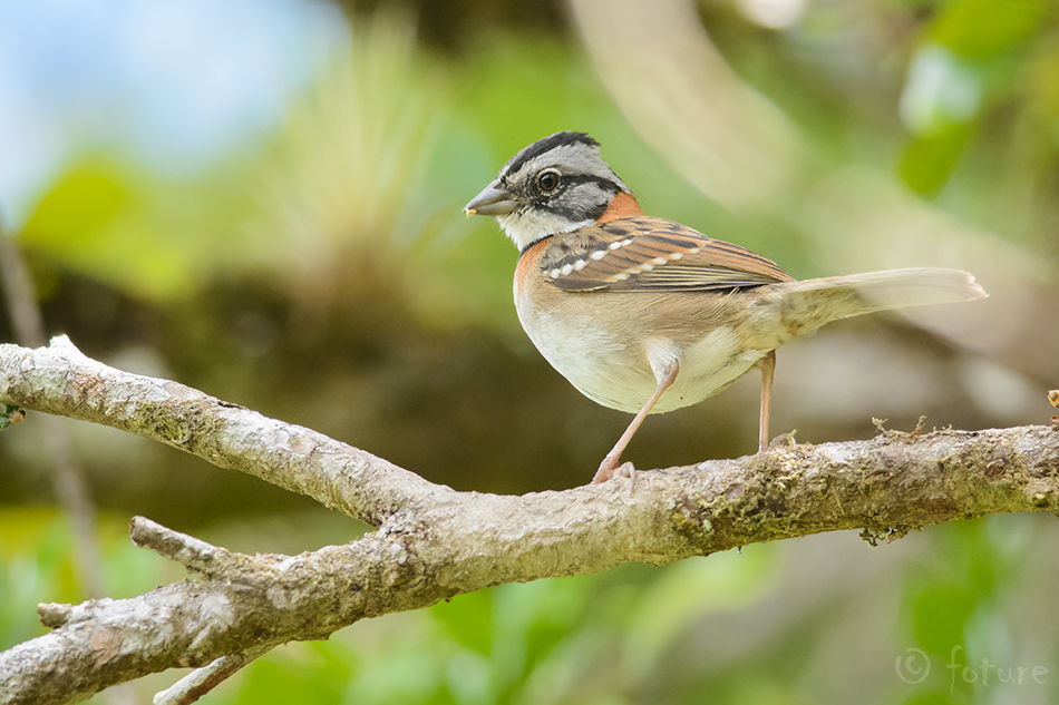 Aedsidrik, Rufous-collared Sparrow, Zonotrichia capensis, sidrik