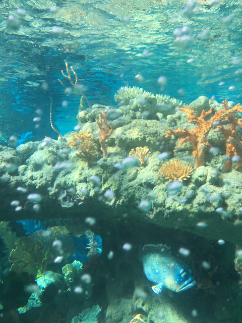 Coral Reef Finding Nemo Submarine Voyage Tomorrowland Disneyland