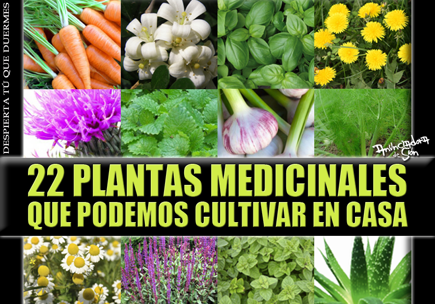 22 Plantas Medicinales Que Podemos Cultivar En Casa Despierta Tu