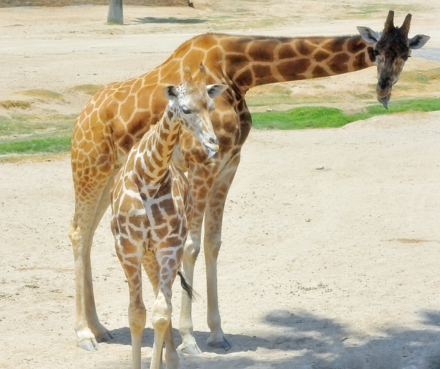 pictures of animals and their babies