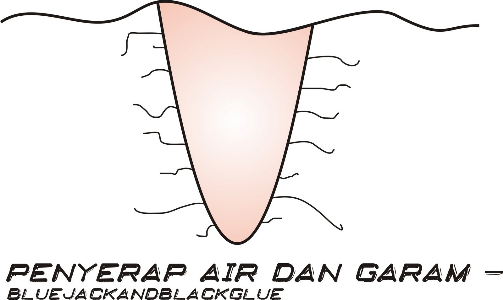 3 Modifikasi Epidermis Beserta Fungsinya