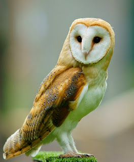 burung hantu barn owl, jenis burung hantu yang relatif lebih susah dipelihara