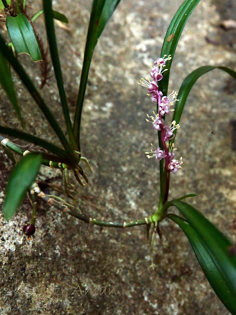 Reineckea carnea