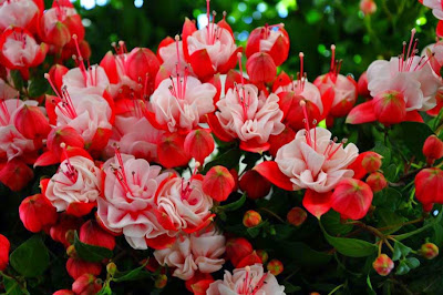 a-beautiful-red-and-white-flowers