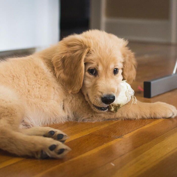 Heartwarming Pictures Of A Blind Golden Retriever And His Guide Dog Best Friend