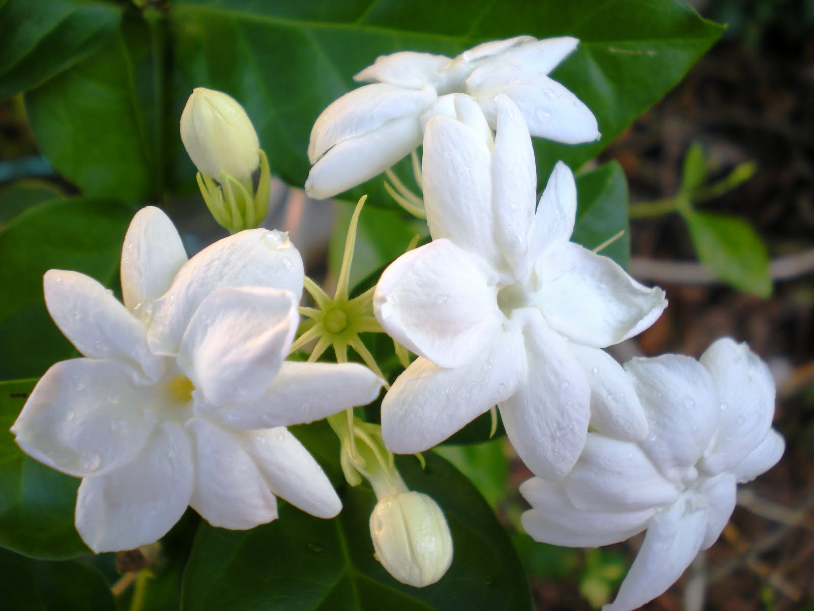 Fairy Lilly Pink Putih Antara Ros dan Mawar 