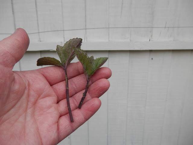 How to grow your own mint from cuttings. secondhandsusie.blogspot.com