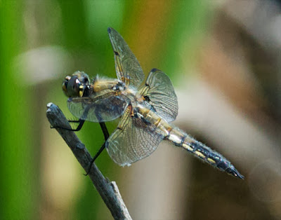 Four-spotted Skimmer (Libellula quadrimaculata)