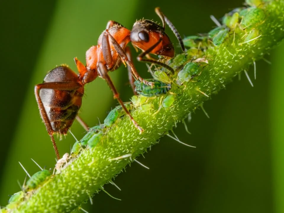 Ants | Fun Facts About The Mysterious World Of Ants, interesting facts about Ants, fun facts Ants, Ants information, birds, beautiful birds, The most beautiful bird in the world, Colourful birds, Information about birds, Birds with long beaks, Unique birds, Clever bird, Dangerous birds of the world, Poisonous birds, The highest flying bird, A bird that lives in the sea, Birds' nests, long flying bird, Wise Bird, Big birds of the world, The smallest bird in the world, Interesting facts about birds, birds facts for kids, birds Wikipedia, migratory Bird, Pictures of birds, Fun facts about birds, Birds found in America, top birds, most birds, The most beautiful bird of 2024, animals, Information about animals, The most dangerous animals in the world, Birds and animals living in the amazon rainforest, Interesting facts about animals, The biggest animals in the world, The world's trickiest animals, animals facts for kids, animals Wikipedia, The fastest running animal, Wild animals, domestic animal, Pet birds, Habitat of animals, Poisonous animals, Unique animals, top animals, most animals, The most powerful animals in the world, weird animals of the world, Animal in English, Photographs of animals, kv facts, facts kv,