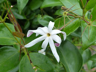 Jasminum multiflorum - Jasmin des haies - Jasmin étoilé