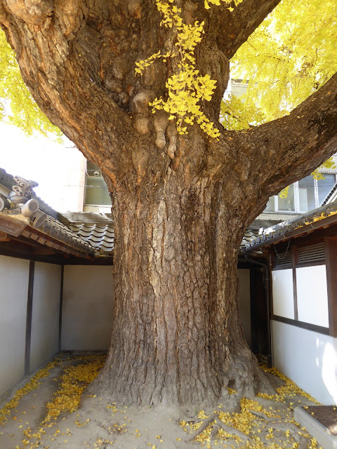 守口市 難宗寺（なんしゅうじ） 推定樹齢５００年イチョウの黄葉