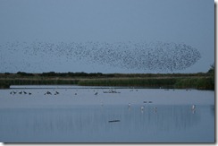 Starlings