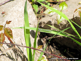 Damselflies