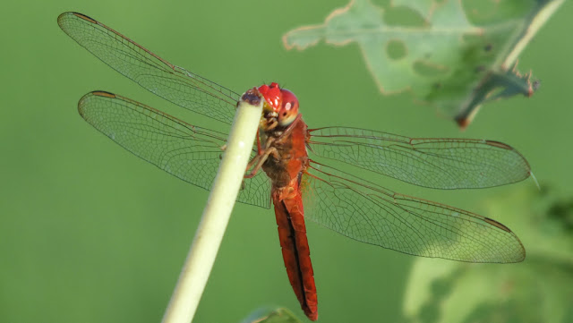 poto macro capung merah