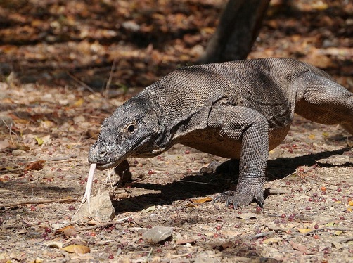 Contoh Makalah IPA tentang Hewan  Vertebrata  kTz30