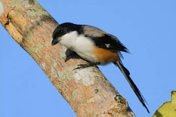 Cara Merawat Burung Cendet Madura Dengan Baik dan Benar