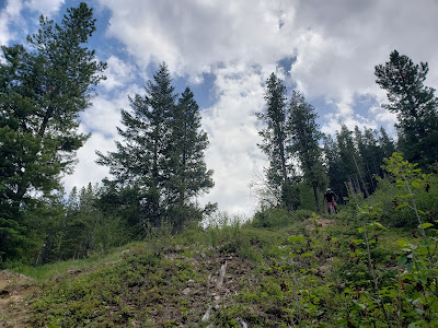 Photo shows a mountain bike trail from below. Higher up on the trail is a very small-looking person on their mountain bike, ready to descend down the trail. Large, towering trees are shown from the below angle making them look massive. The cloud in the background is blue with scattered cumulus clouds.