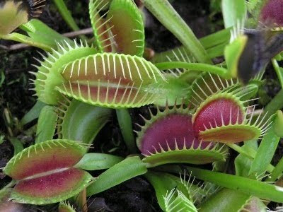 Tanaman Karnivora (Dionaea Muscipula)